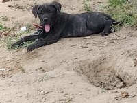 Cane corso bebekler