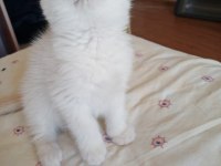 British Shorthair Safkan Dişi Yavru