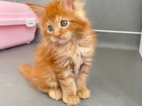 Mainecoon Secereli Faturalı Show Class Red Erkek 1 Aylık