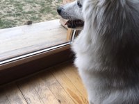 Pomeranian spitz