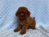 SAFKAN TOY POODLE