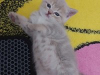 Bristh shorthair ve scotih fold yavrularimiz