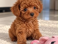 Safkan Toy Poodle