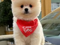 Safkan Pomeranian Boo Bebekler