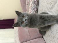 British shorthair