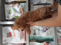 POODLE YAVRULARIMIZ YENİ YUVASINI ARIYOR