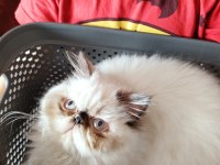 İran persian