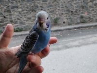 Yavru ve yetişkin her ırk muhabbet kuşu üretimhaneden
