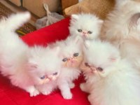 A KALİTE İRAN KEDİSİ CİNSİ BEBEKLER