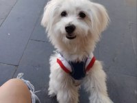 Sağlıklı maltese terrier 0 numara