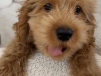 Maltipoo Cinsi Erkek