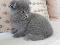 2 aylık scottish fold yavru kedilerimiz