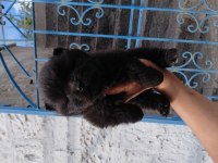 ÇİN ASLANI KÖPEĞİ