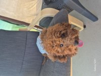 6 AYLIK DİŞİ POODLE