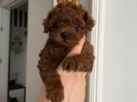 Tuvalet eğitimli red toy Poodle yavrular antalya