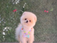 En tatlı Pomeranian Boo
