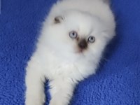 ÇOKOLETTE POİNT DİŞİ YAVRUMUZ YENİ SAHİBİNİ ARIYOR