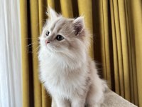 Krem rengi british longhair
