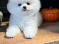 Pomeranian boo yavrular