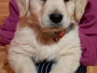 Golden Retriever Kapıda Ödeme Hizmetimiz Vardır