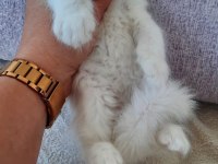 British shorthair kedisi