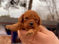 Muhteşem kalitede toy poodle yavrularımız