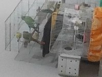 Bir çift pakistan papağanı iletişim yazıyor