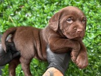 Ruhsatlı Çiftlikten A Kan Labrador Yavruları