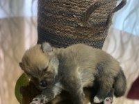 6 tane pomeranian