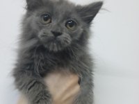 2 aylık british longhair yavru kedimiz