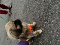 Pekinez yavru 4 aylık