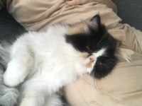 Exotic Shorthair Sevimli Kedimiz