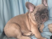 FLUFFY, ISABELLA TAŞIYICI EXOTİC FRENCH BULLDOG ERKEKLER