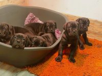 ŞECERELİ ANNE BABADAN ŞECERELİ CANE CORSO YAVRULARI