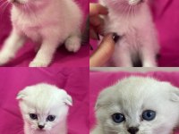 Scottish fold color point