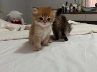 British Longhair Bebekler