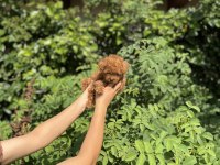 Kore Kan Aşılı Poodle Bebekler