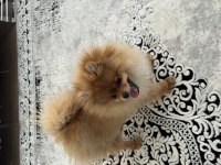 POMERANİAN BOO KÖPEĞİ