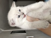 Beyaz british shorthair yavru kedim