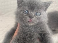 2 aylık british shorthair yavrular sahiplendirilecektir