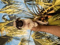 IRK VE SAĞLIK GARANTİLİ PUG RESMİ İŞLETMEDEN