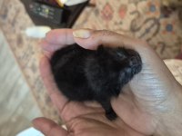 Acil Yeni Doğmuş Annesiz Yavru Kediye Süt Anne Aranıyor