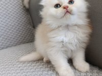Sadece Aileye British Longhair