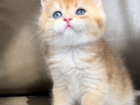Yeni yuvasına gitmeye hazır british shorthair