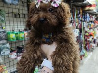 4 ay suan 1 kg tea cup poodle dişi kore dişi