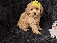 Dişi Toy Poodle Bebeğimiz