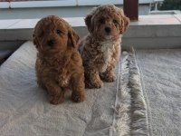 Toy poodle yavruları
