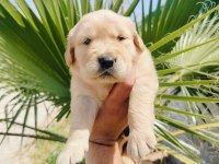 Golden retriever yavrularımız için ulaşın