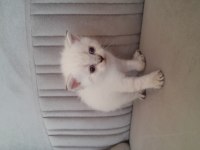 British shorthair karma