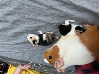 Ginepig yavrusu